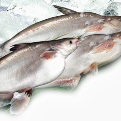Cá dứa hay còn được gọi là cá tra bần, đây là loài cá thuộc họ với cá tra