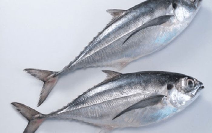 Cá sòng có nhiều nét tương đối giống với cá bạc má