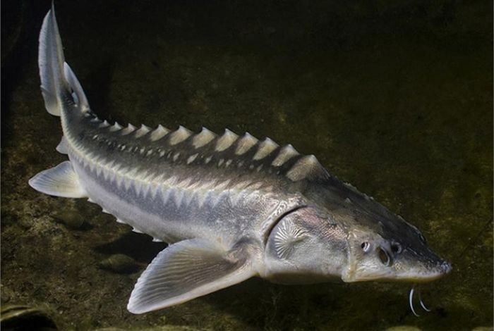 Cá tầm là một cái tên gọi để chỉ loài cá có danh pháp khoa học là Acipenser