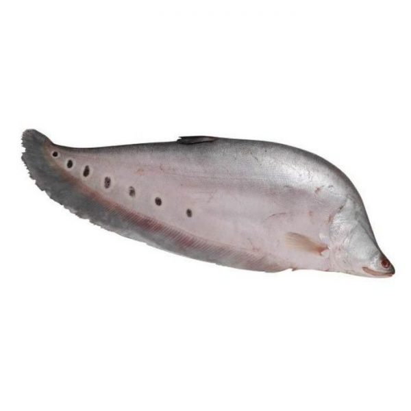 Cá thác lác hay còn được gọi là cá thát lát