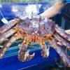 King Crab loài cua không chỉ có kích thước lớn mà nó còn có hương vị đặc biệt, béo ngậy, thịt cua thơm ngon, gạch chắc
