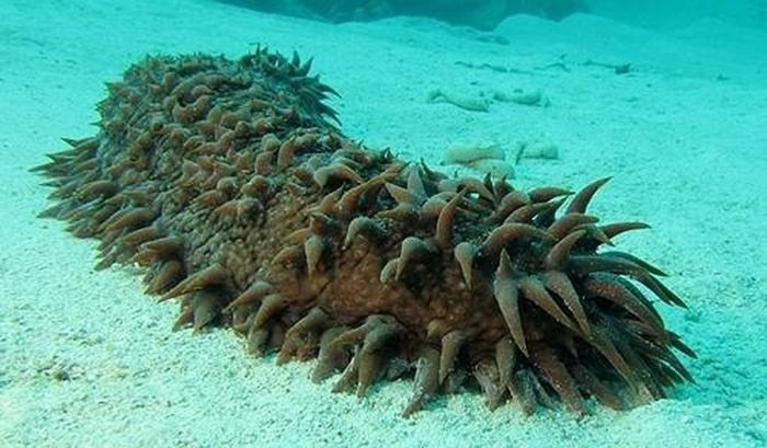 Hải sâm là động vật biển thuộc lớp Holothuroidea
