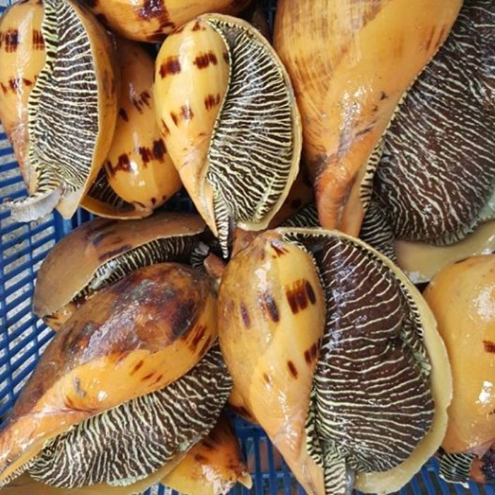 Thịt Ốc Giác Vàng - Hải Sản Trung Nam