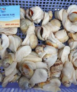 Ốc mỡ lồi (ốc mỡ trắng) 10 Oc Mo