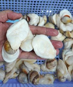 Ốc mỡ lồi (ốc mỡ trắng) 12 Oc Mo Gia