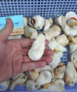 Ốc mỡ lồi (ốc mỡ trắng) 11 Oc Mo Loi