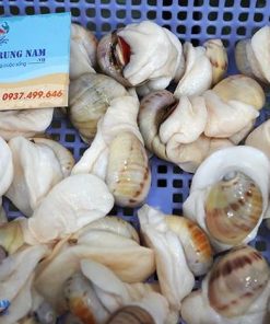 Ốc mỡ lồi (ốc mỡ trắng) 9 Oc Mo Loi Song