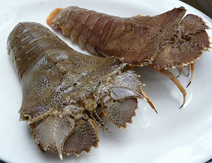 Tôm mũ ni là loại hải sản biến có vỏ như bọ giáp xác nhưng vẫn nằm trong họ tôm biển