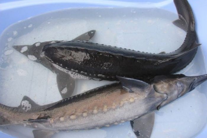 Cá tầm sở hữu thành phần dinh dưỡng cao nhưng lại rất dễ hấp thụ và tiêu hóa
