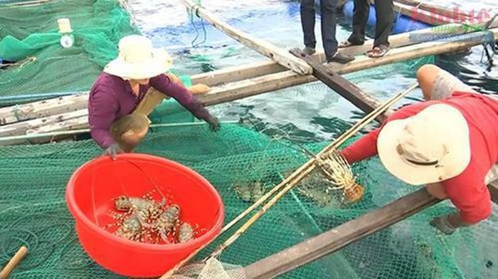 Bình Định cũng là một trong những tỉnh có sản lượng tôm cũng như lồng bè nuôi tôm hùm lớn của nước ta