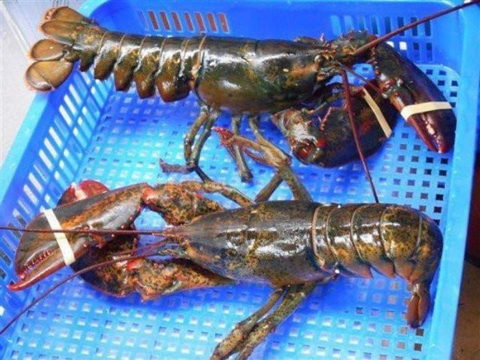 Điểm danh 8 loại tôm ngon nhất hiện nay 1 8 Loai Tom Ngon Nhat 1
