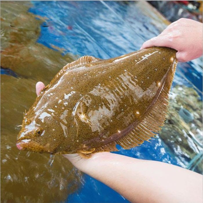 Cá Bơn Hàn Quốc thường sinh sống trong môi trường nước lạnh