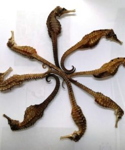 Cá ngựa khô 10 Ca Ngua Kho 4