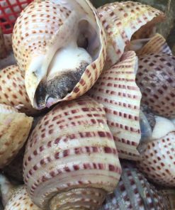 Ốc giấy 8 Oc Giay 1