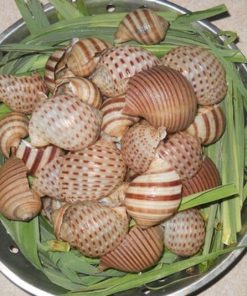 Ốc giấy 9 Oc Giay 2