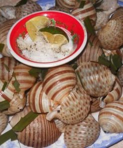 Ốc giấy 11 Oc Giay 4