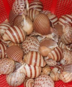Ốc giấy 12 Oc Giay 5