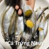 Cung Cap Ca Trung