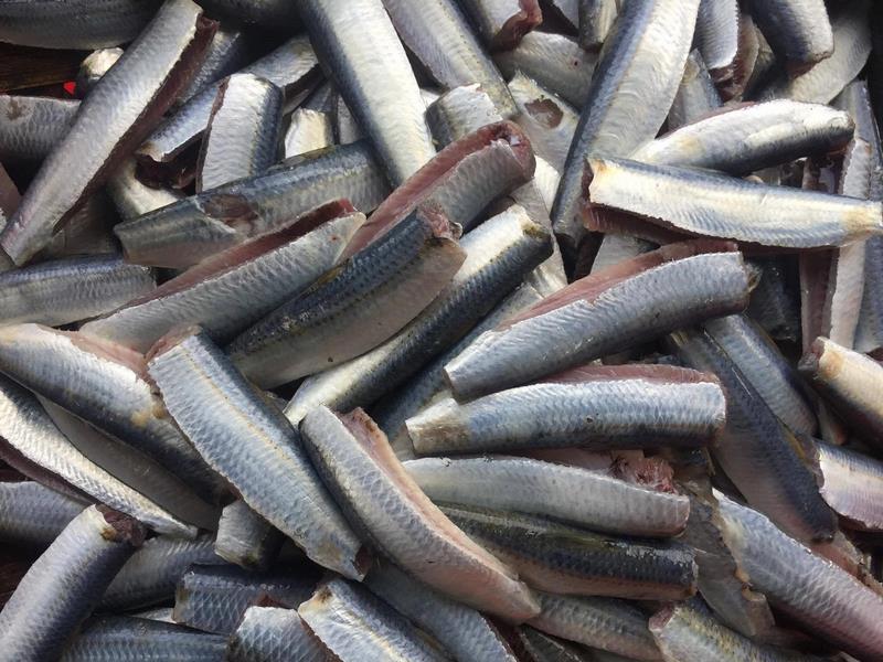 Cách làm sashimi cá trích tươi ngon đậm đà vị quê hương 4 ca-trich-nuong