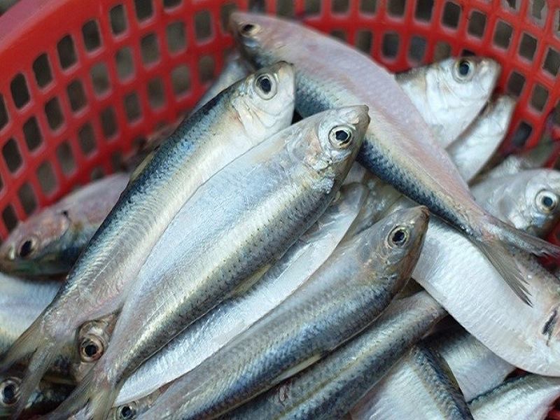 Cách làm sashimi cá trích tươi ngon đậm đà vị quê hương 2 sashimi-ca-trich