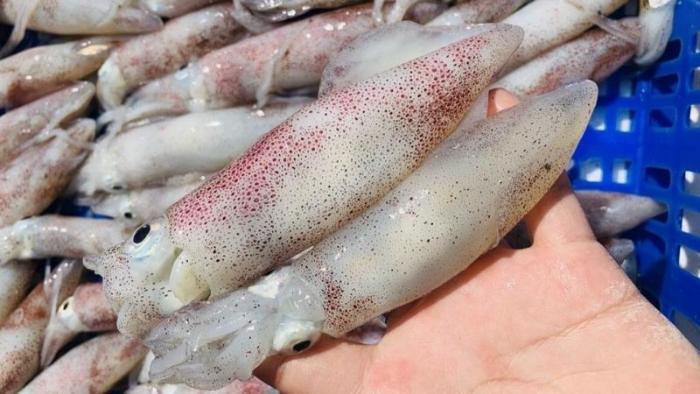 Cách chọn mua mực ống và mực nang tươi ngon