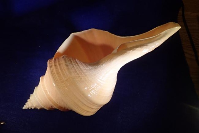 Ốc Vòi Voi Úc (Syrinx aruanus)