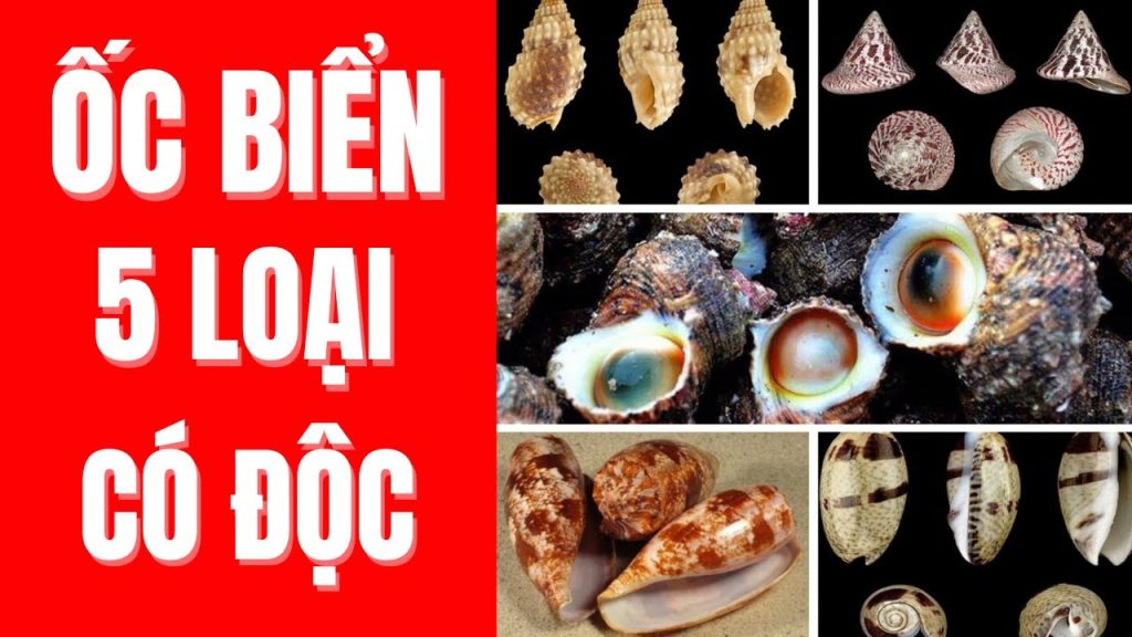 Ốc Biển Nào Không Ăn Được? Cảnh Báo 5+ Loại Ốc Độc 1 Ốc Biển Nào Không Ăn Được