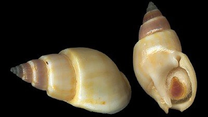 Ốc Biển Nào Không Ăn Được? Cảnh Báo 5+ Loại Ốc Độc 4 Ốc Bùn Bóng (Nassarius)