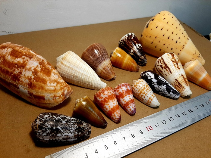 Ốc Biển Nào Không Ăn Được? Cảnh Báo 5+ Loại Ốc Độc 3 Ốc Cối (Conus)