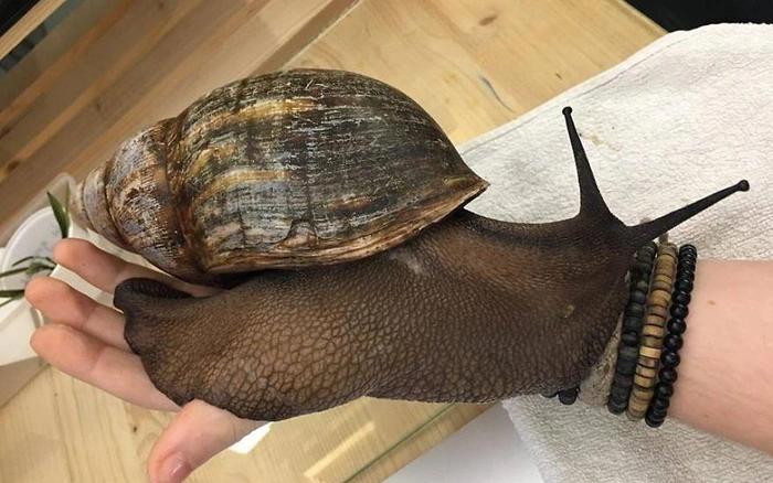 Những loài ốc to nhất, size khủng nhất thế giới