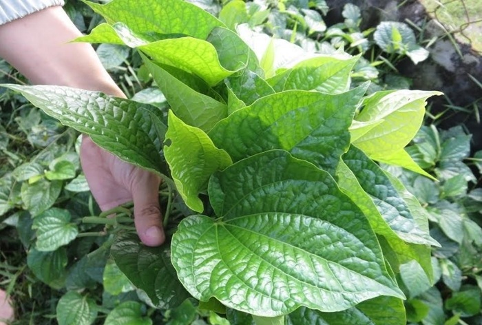 Lá lốt