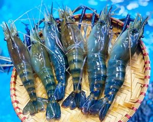 So sánh tôm càng xanh và tôm sú