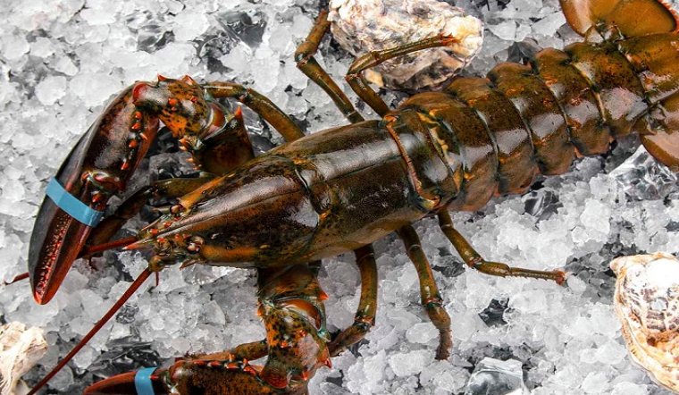 Lẩu tôm hùm Alaska